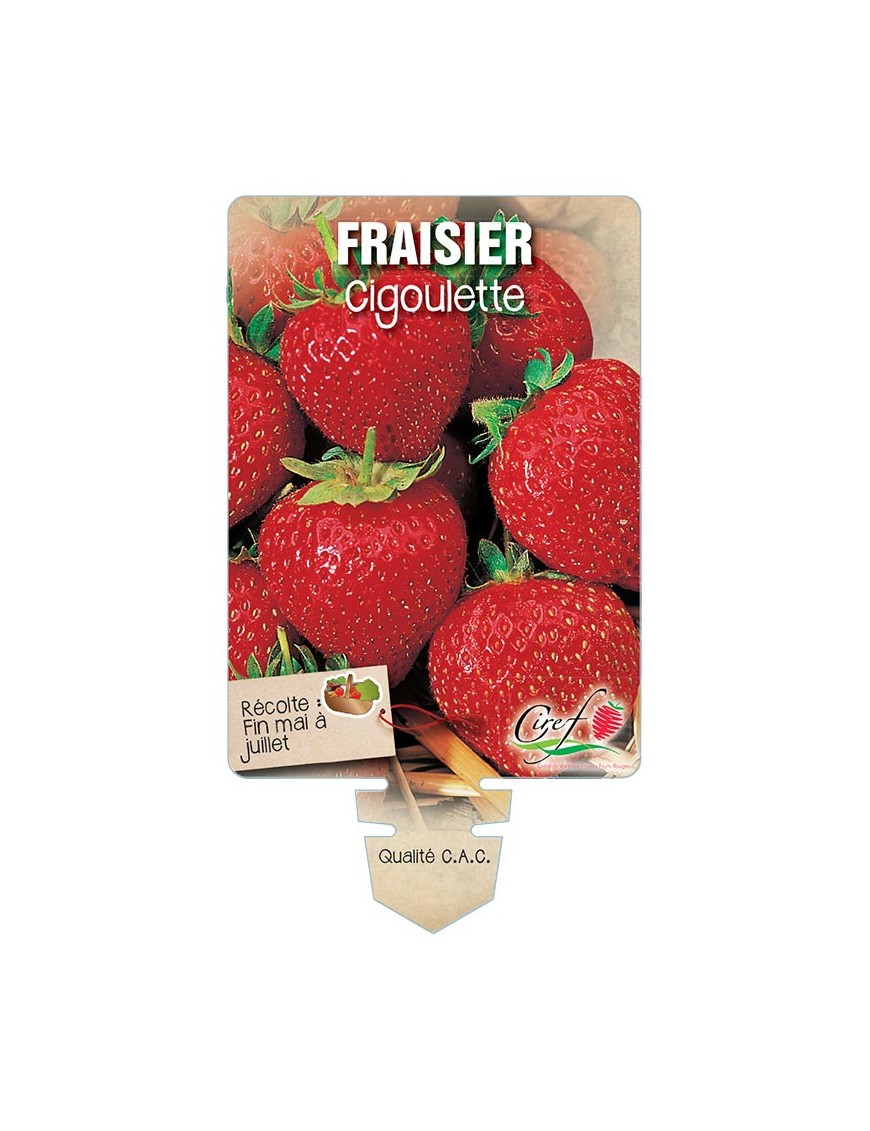 FRAISIER CIGOULETTE