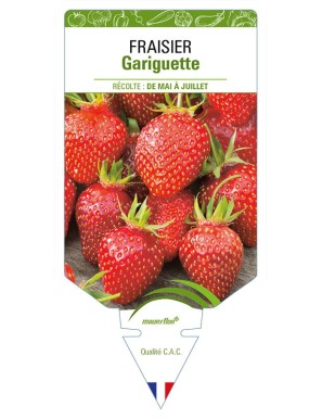 FRAISIER GARIGUETTE