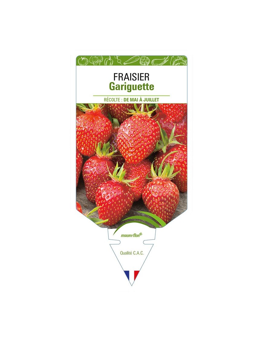 FRAISIER GARIGUETTE