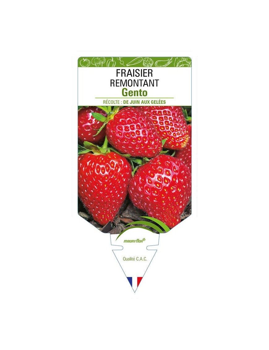 FRAISIER REMONTANT GENTO