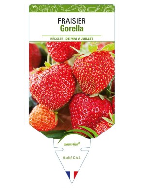 FRAISIER GORELLA