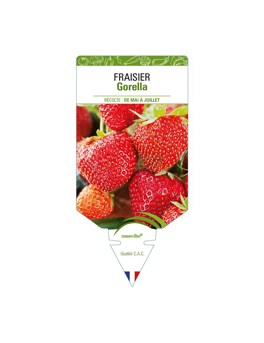 FRAISIER GORELLA