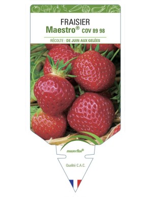 FRAISIER MAESTRO® COV 89.98.1