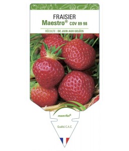 FRAISIER MAESTRO® COV 89.98.1