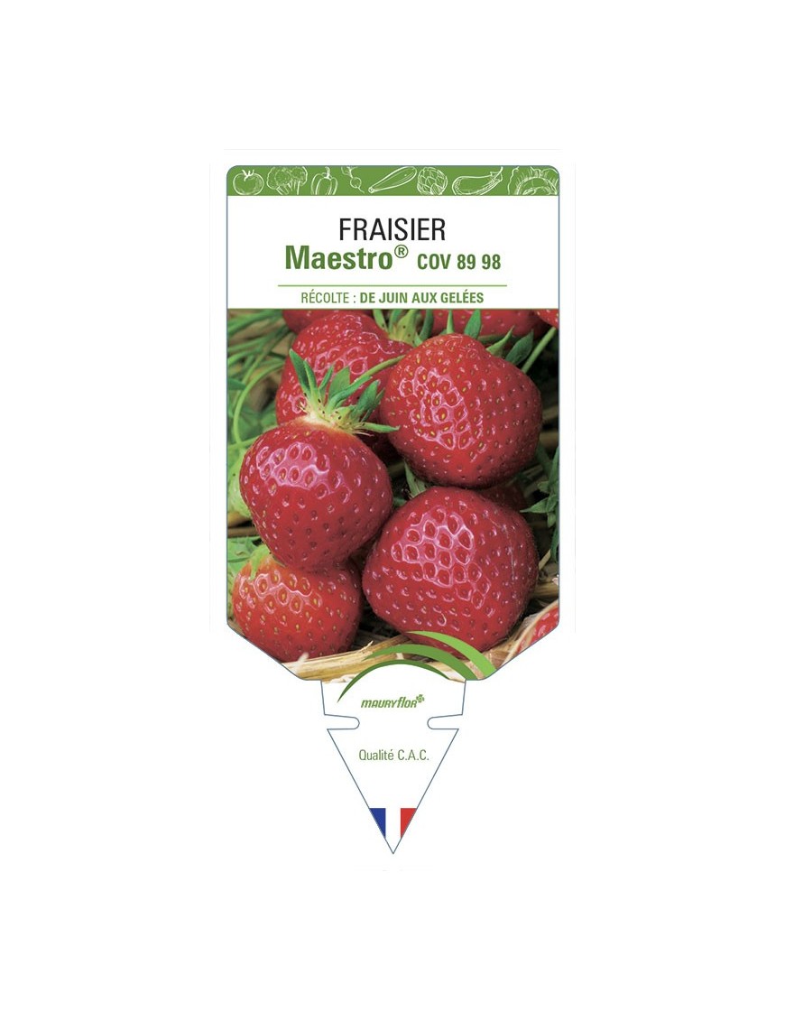 FRAISIER MAESTRO® COV 89.98.1