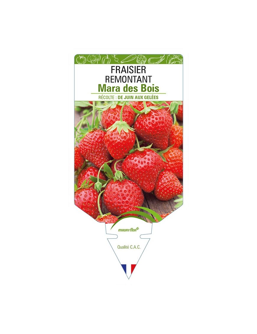 FRAISIER REMONTANT MARA DES BOIS