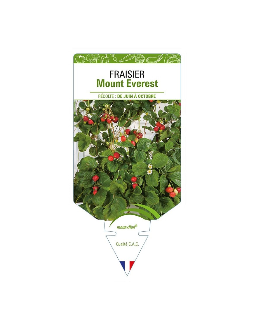 FRAISIER MOUNT EVEREST