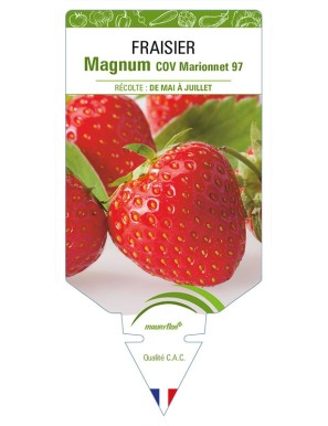 FRAISIER MAGNUM COV MARIONNET 97