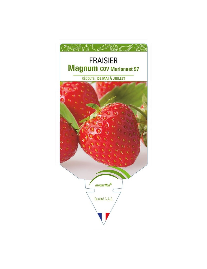 FRAISIER MAGNUM COV MARIONNET 97