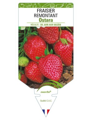 FRAISIER REMONTANT OSTARA