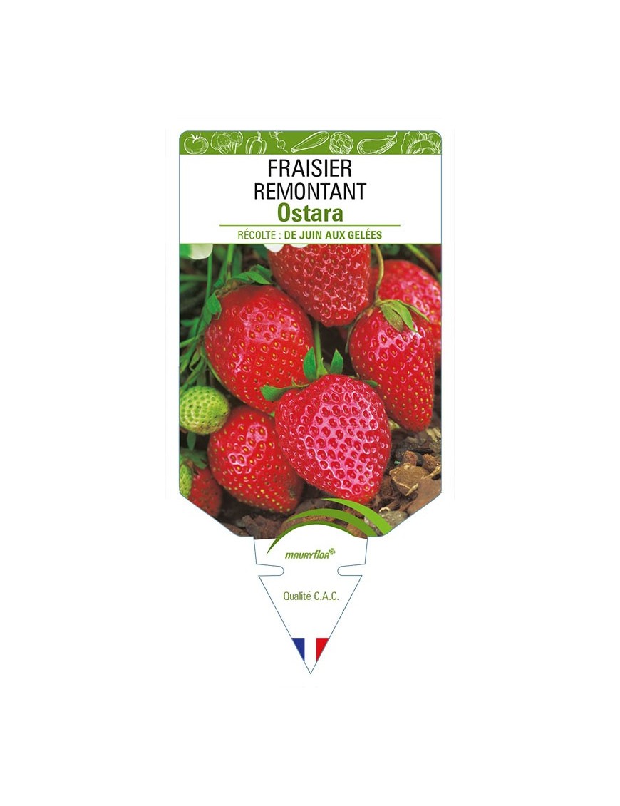 FRAISIER REMONTANT OSTARA