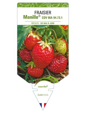 FRAISIER MANILLE® COV MA 94.73.1