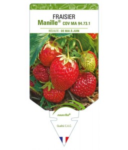 FRAISIER MANILLE® COV MA 94.73.1