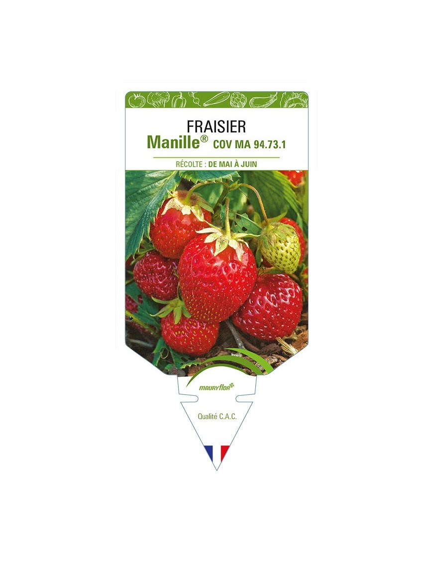 FRAISIER MANILLE® COV MA 94.73.1