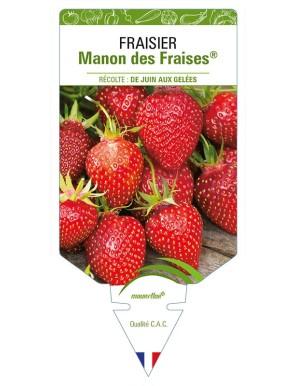 FRAISIER MANON DES FRAISES®