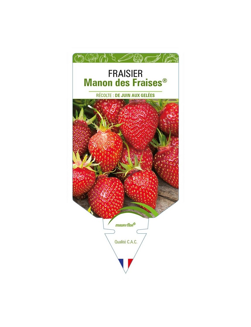 FRAISIER MANON DES FRAISES®