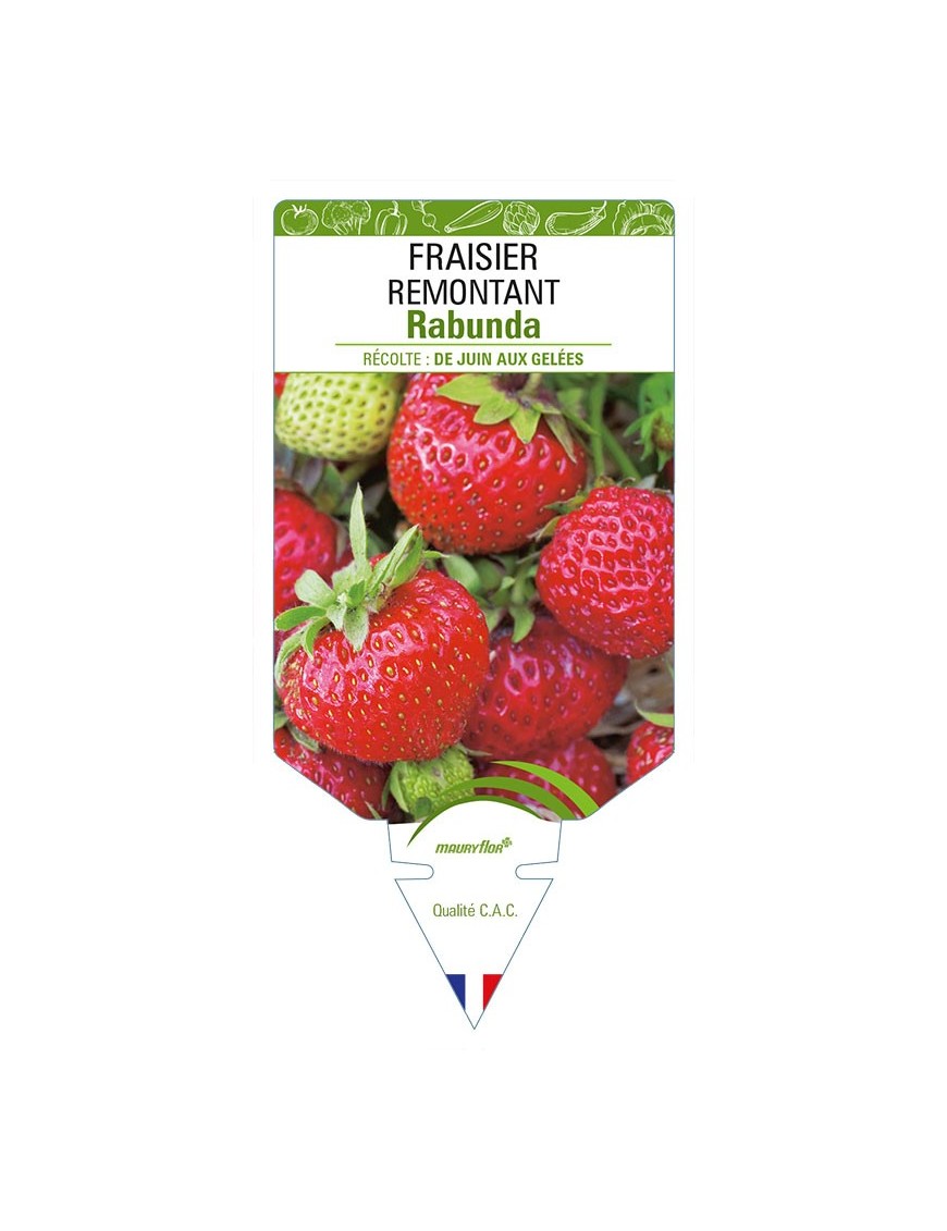 FRAISIER REMONTANT RABUNDA