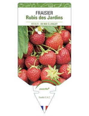 FRAISIER RUBIS DES JARDINS