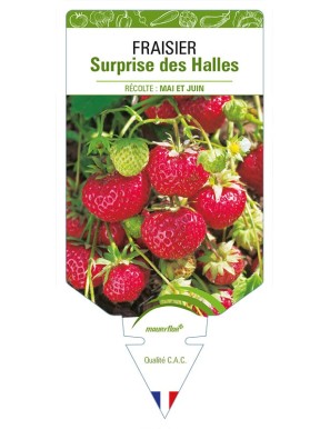 FRAISIER SURPRISE DES HALLES