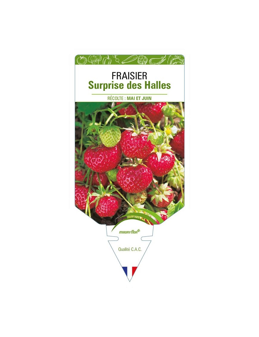 FRAISIER SURPRISE DES HALLES