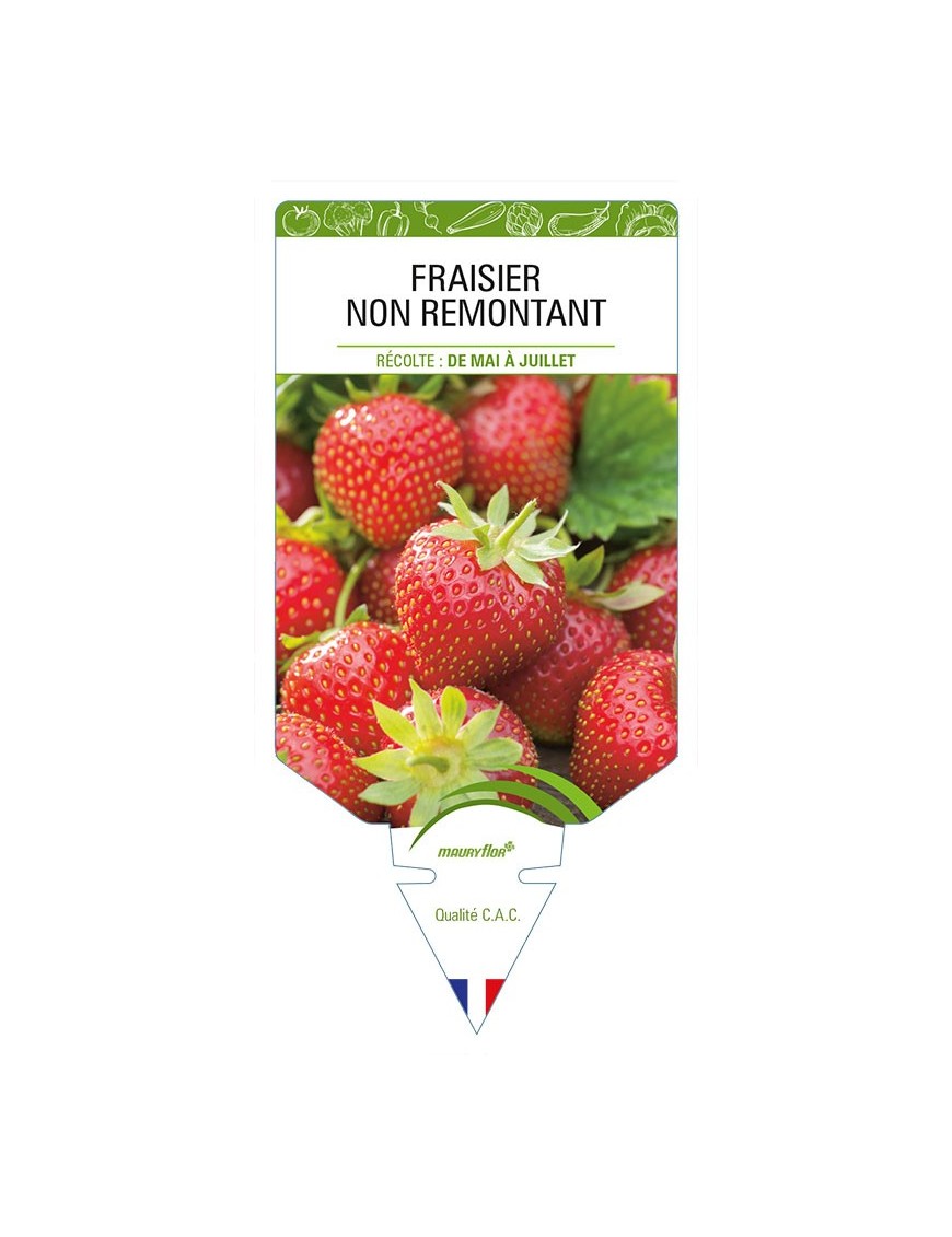 FRAISIER NON REMONTANT