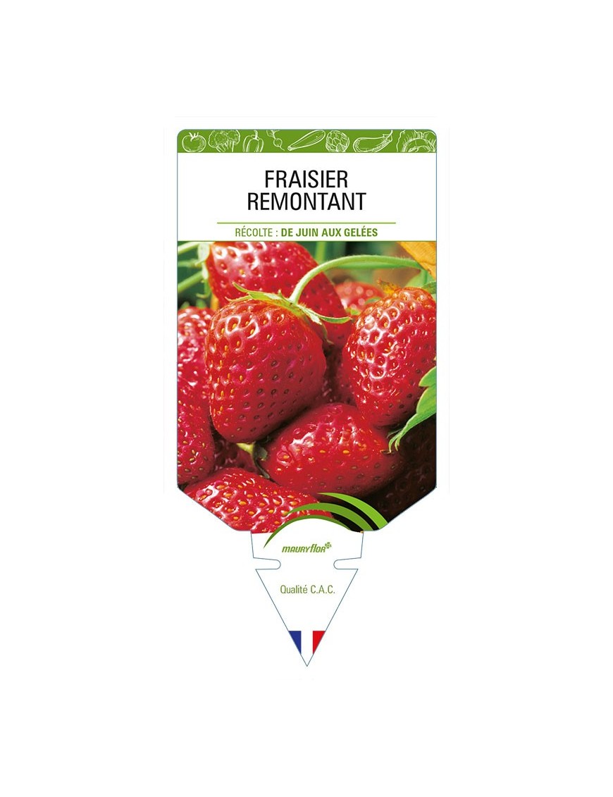 FRAISIER REMONTANT