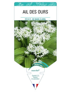 AIL DES OURS