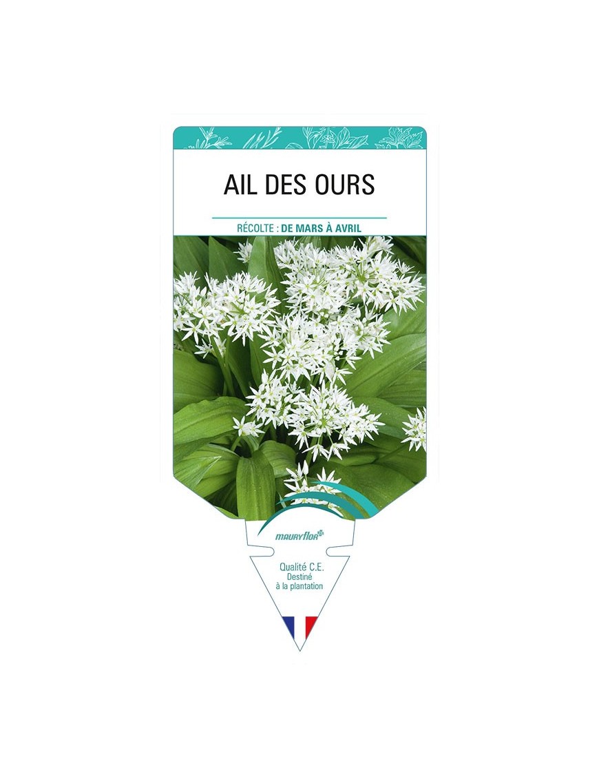 AIL DES OURS