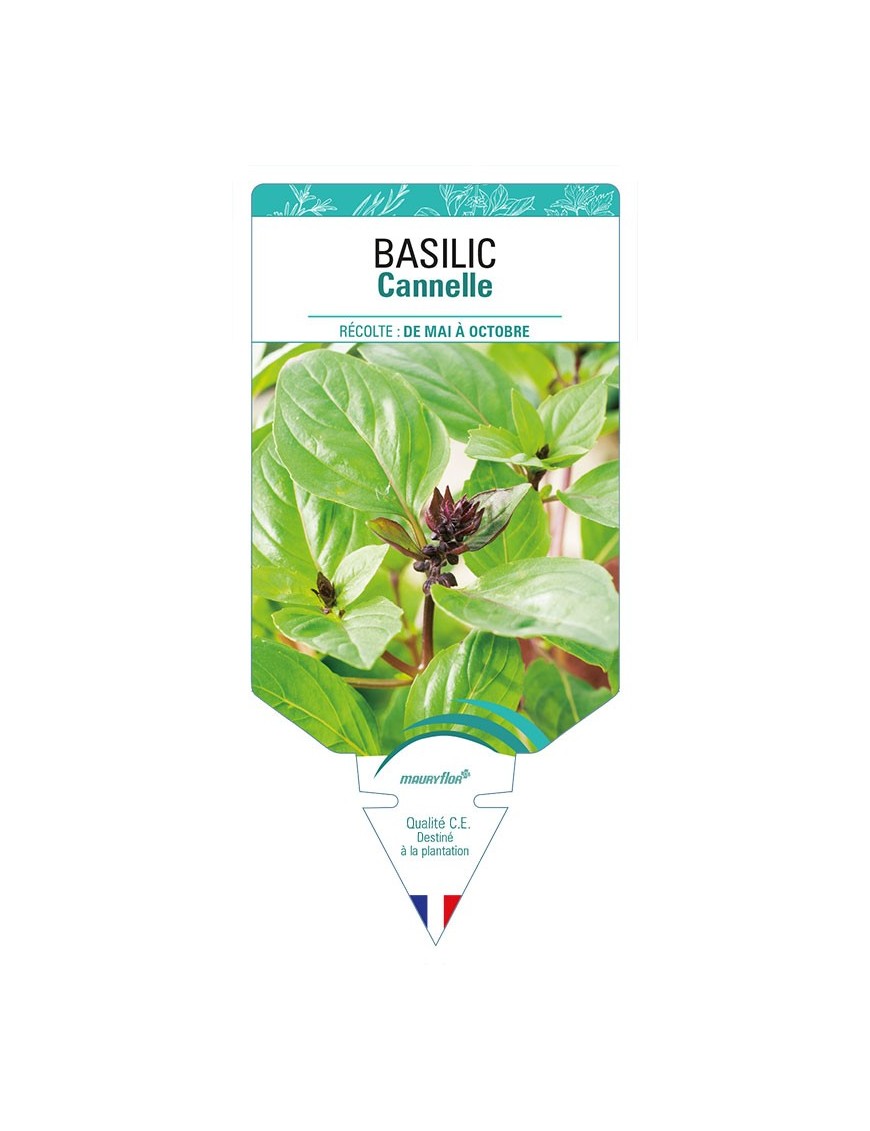 BASILIC CANNELLE