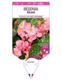 BÉGONIA GÉANT