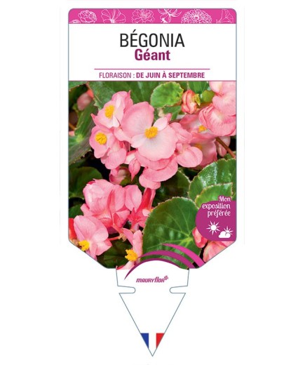 BÉGONIA GÉANT