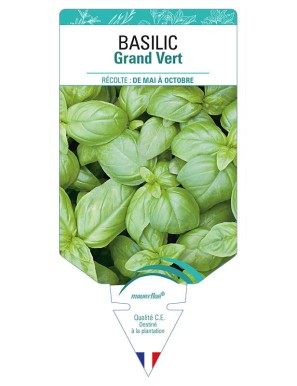 BASILIC GRAND VERT