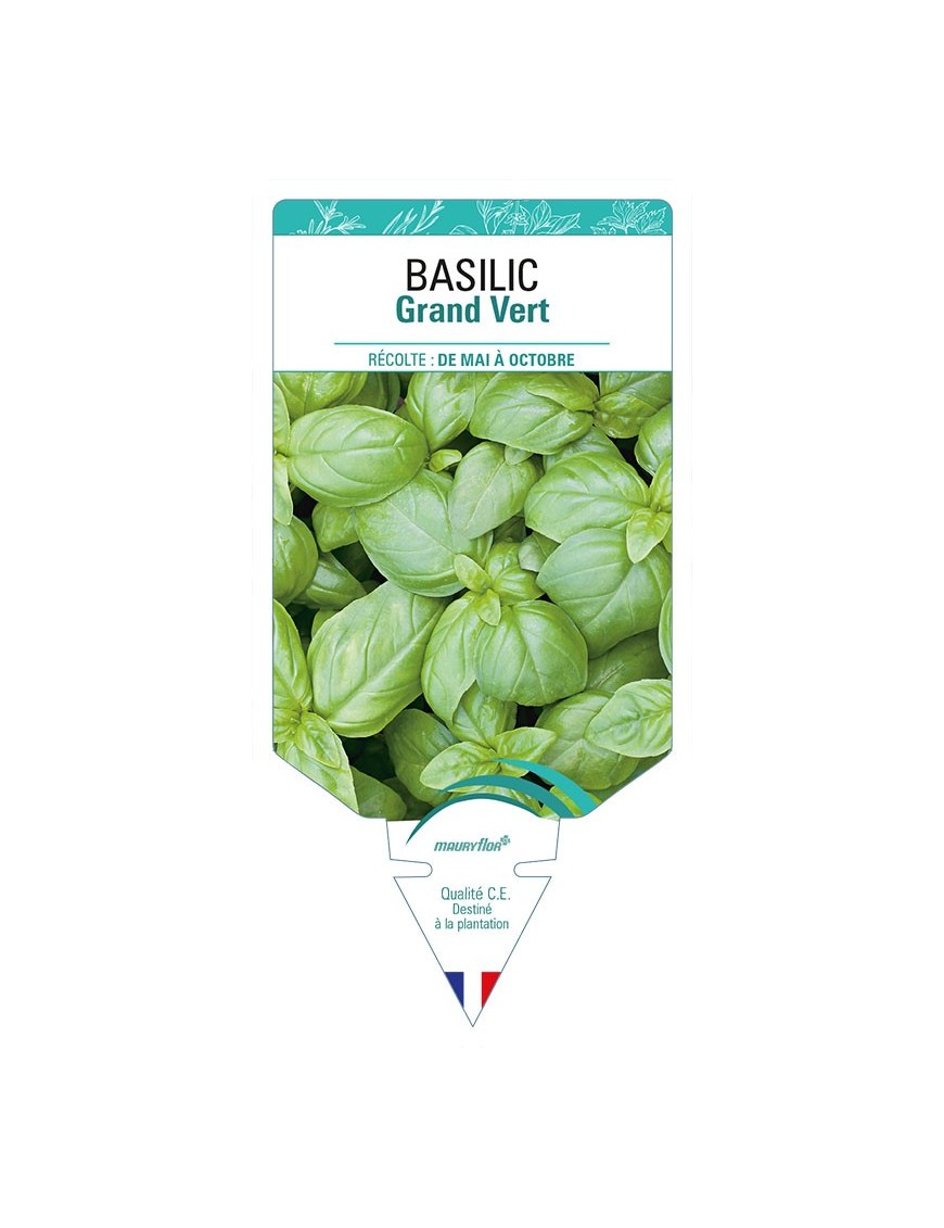 BASILIC GRAND VERT