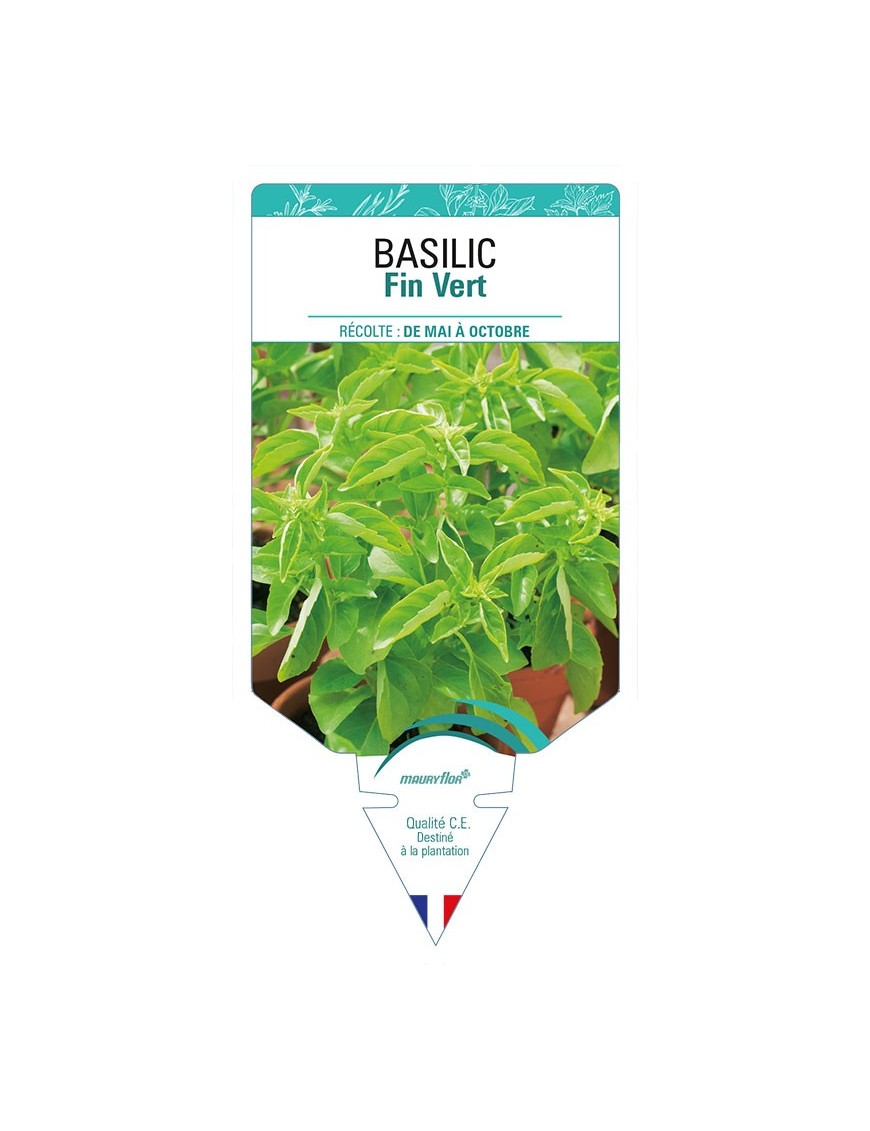 BASILIC FIN VERT