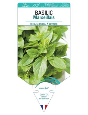 BASILIC MARSEILLAIS