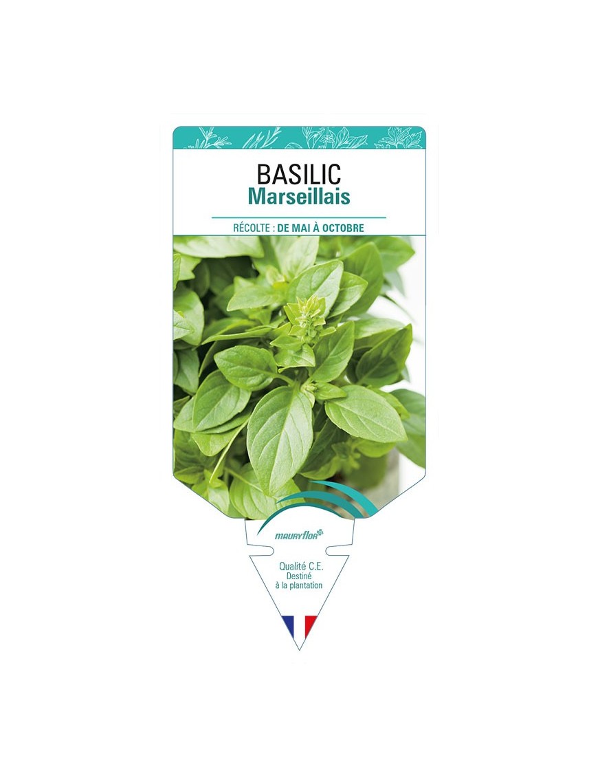 BASILIC MARSEILLAIS