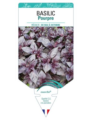 BASILIC POURPRE