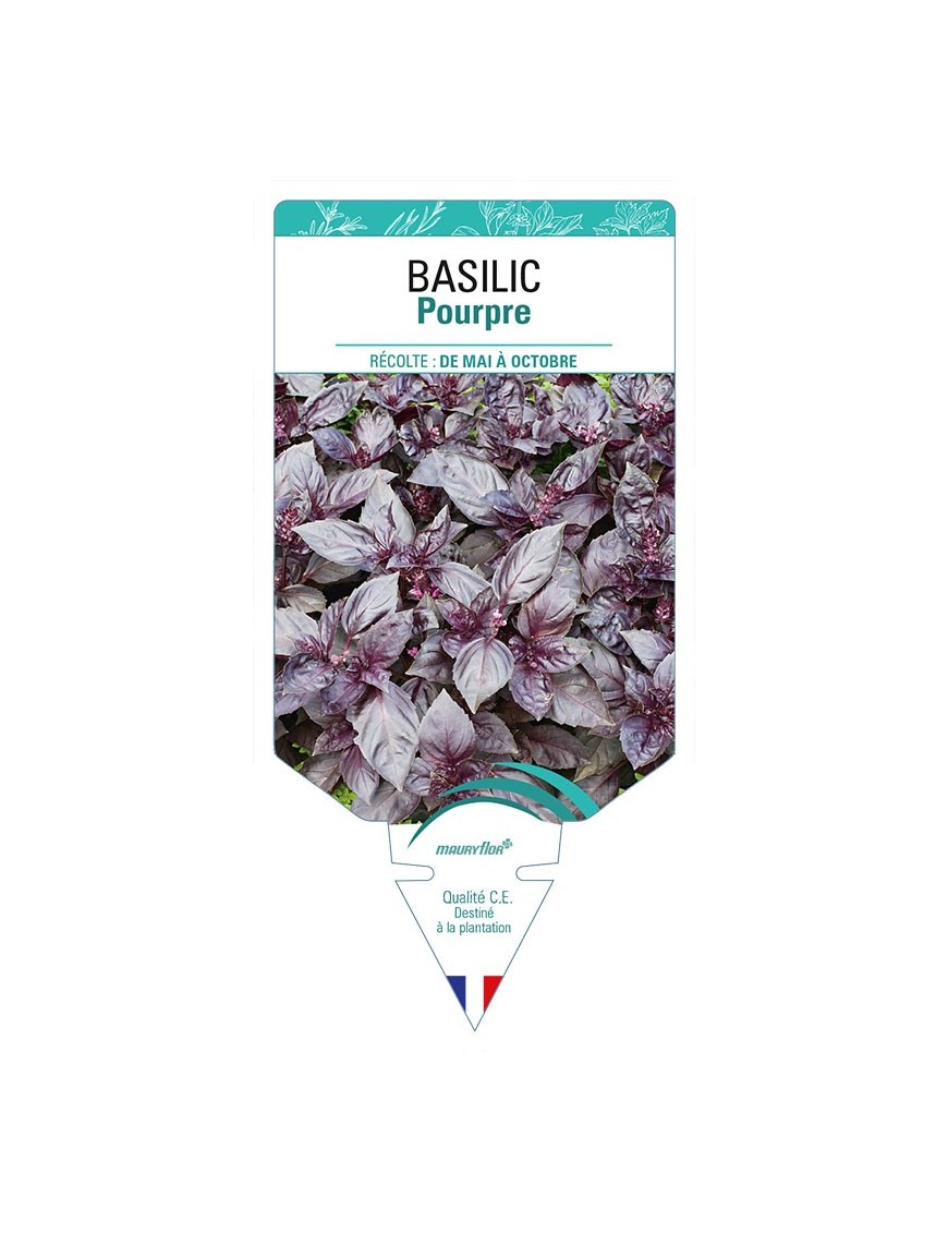 BASILIC POURPRE