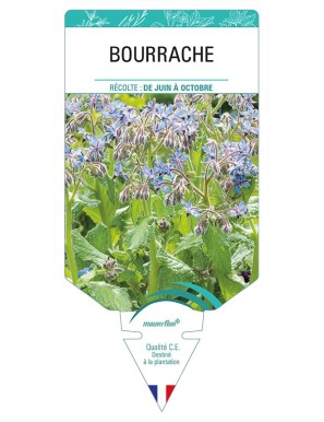 BOURRACHE