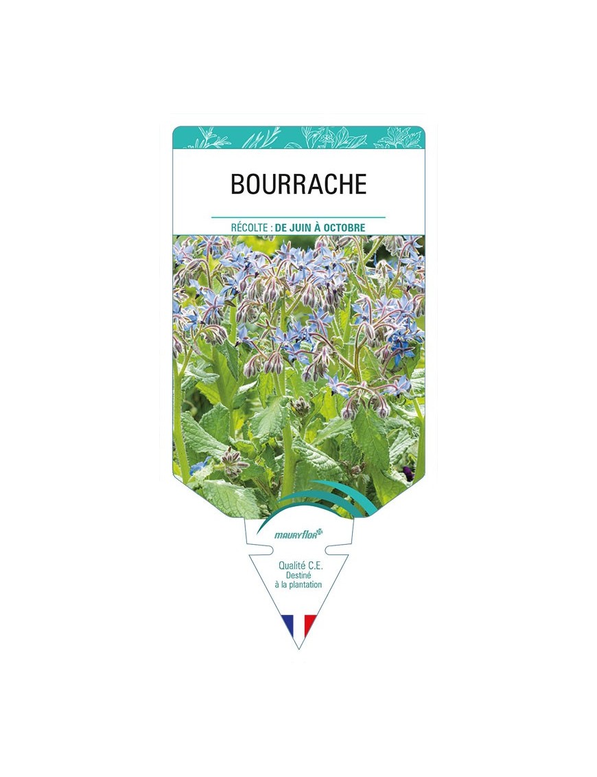 BOURRACHE