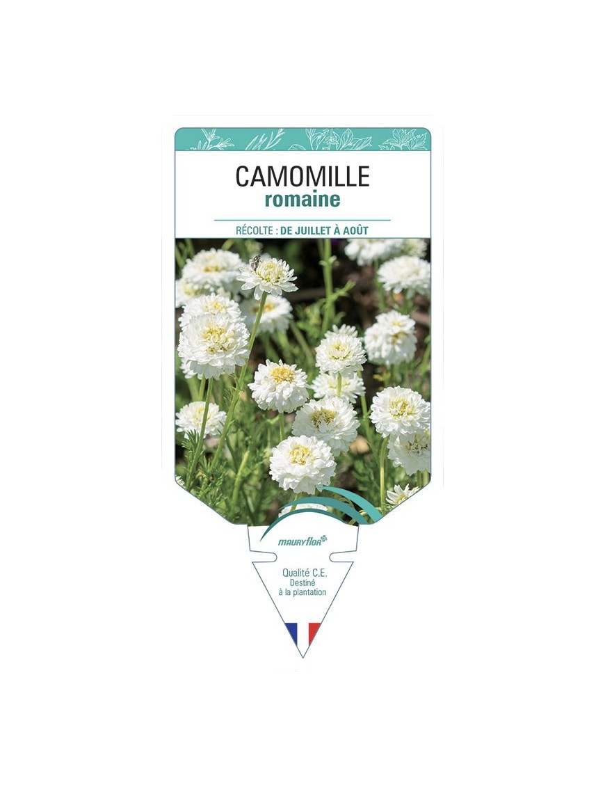 CAMOMILLE ROMAINE (DOUBLE)