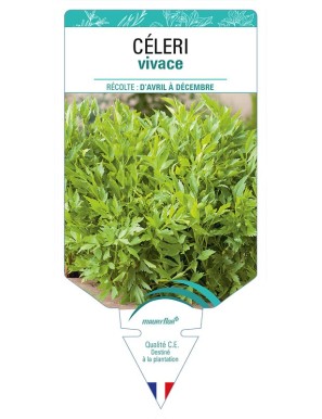 CELERI vivace (aromatique)