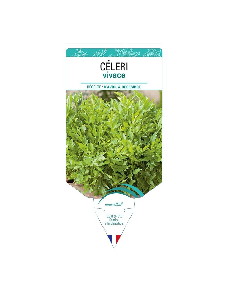 CELERI vivace (aromatique)