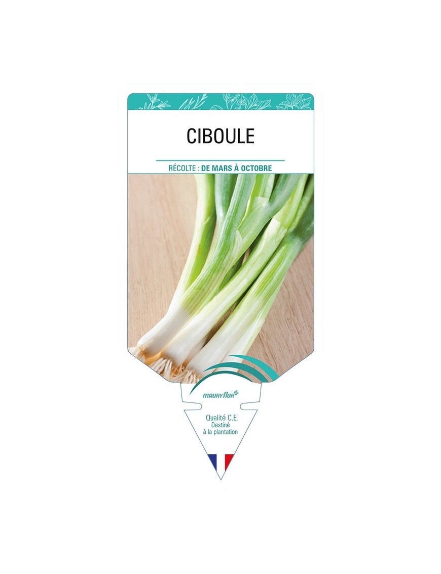 CIBOULE