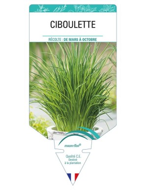 CIBOULETTE