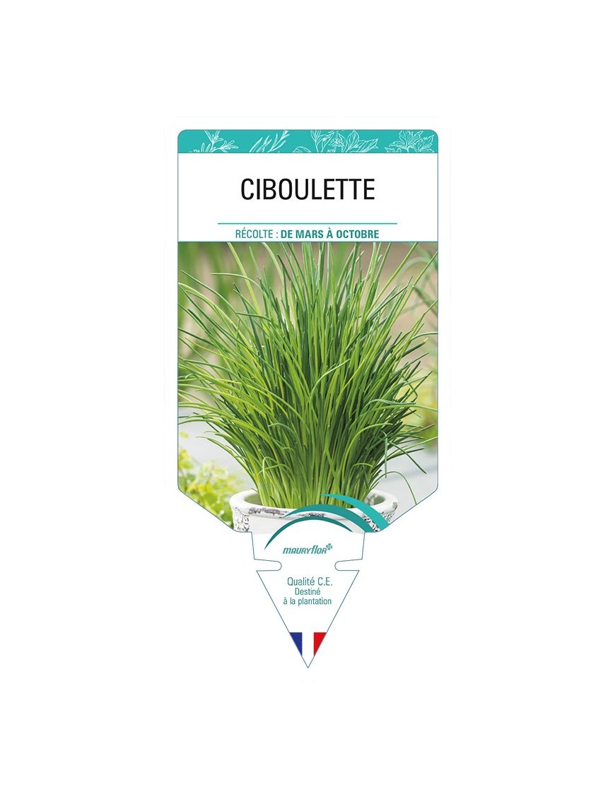 CIBOULETTE