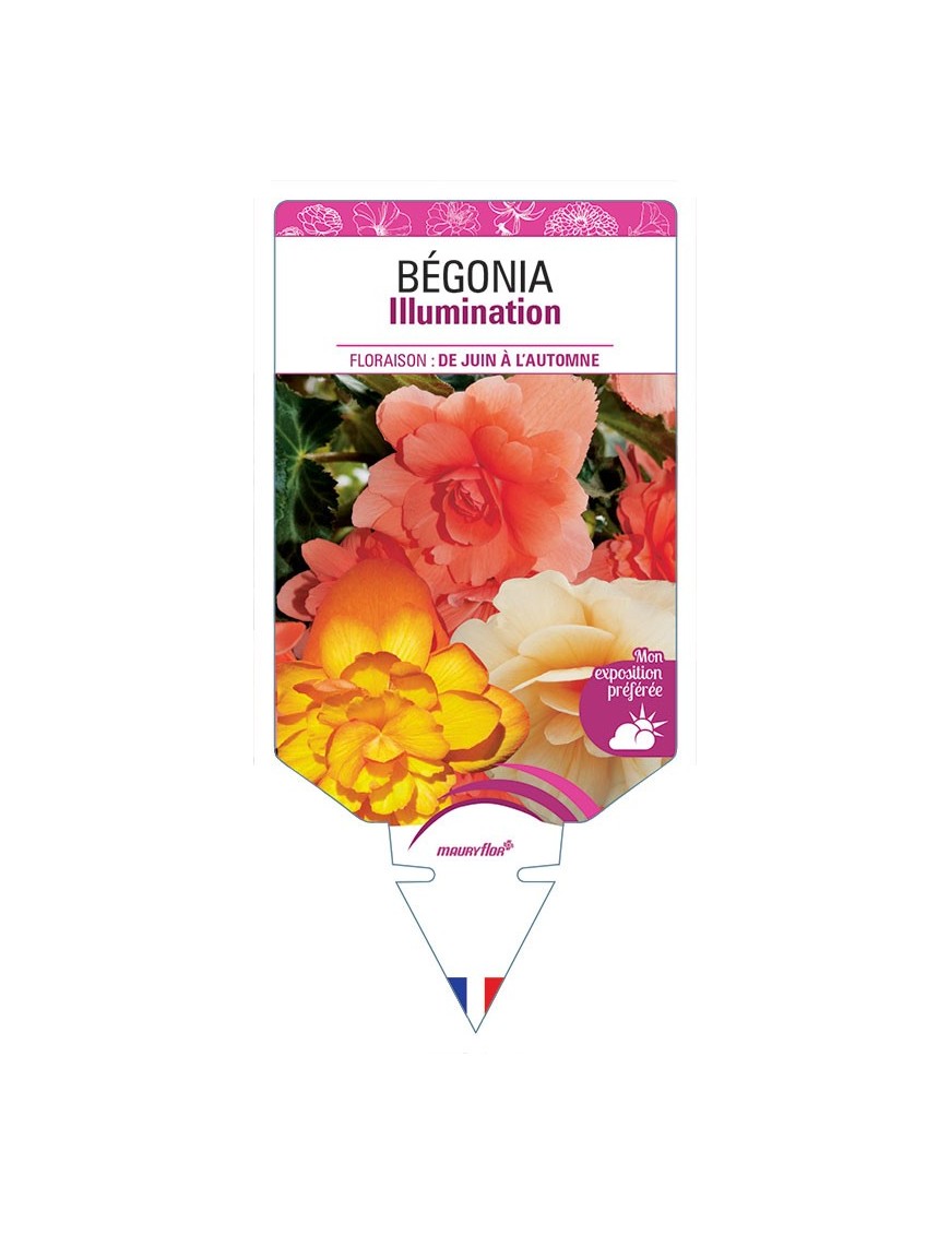 BÉGONIA ILLUMINATION