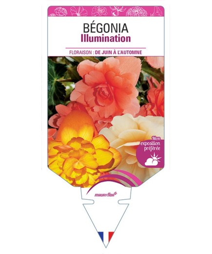 BÉGONIA ILLUMINATION