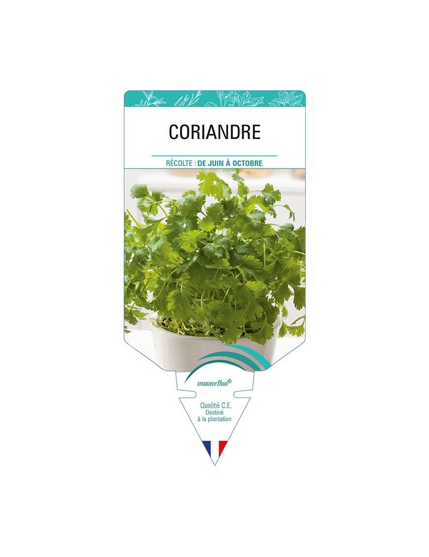 CORIANDRE