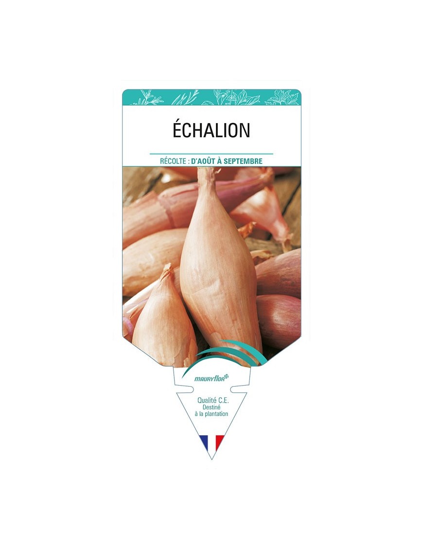 ECHALION